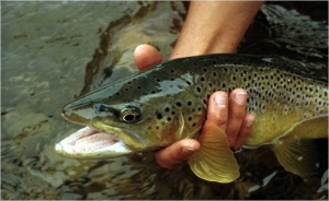 Big-Brown-trout-in-hand[1]