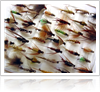 Different-Types-of-Fly-Fishing-Flies-1000-ffccccccWhite-3333-0.20.3-1