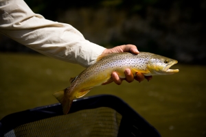 FLS-Smith-2015-Fish-in-Hand[1]