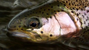 Madison River Fly Fishing in Montana