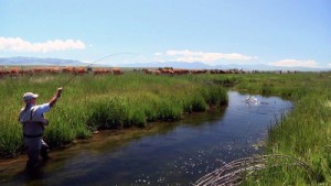 Big Hole River Fly Fishing Montana