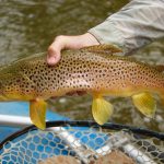 Nice Smith River Brown Trout