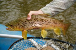 Nice Smith River Brown Trout
