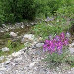 Wild flowers on creek near the Smith River Montana