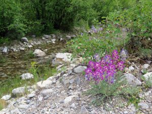Wild flowers on creek near the Smith River Montana