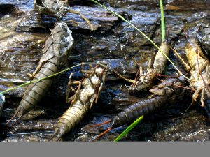 Salmonfly-Golden Stone shucks