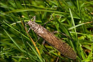 Adult Salmonfly