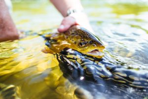 Beautiful brown trout caught in Montana